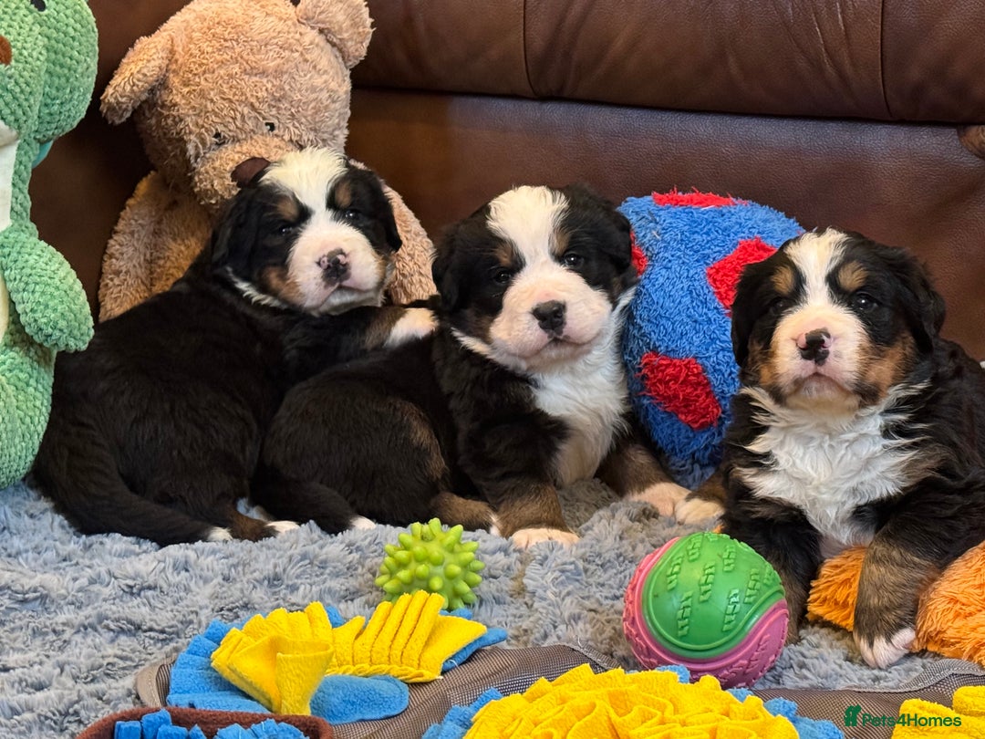 Bernese Mountain Dog dogs for sale: Beautiful KC Litter  - Advert 11