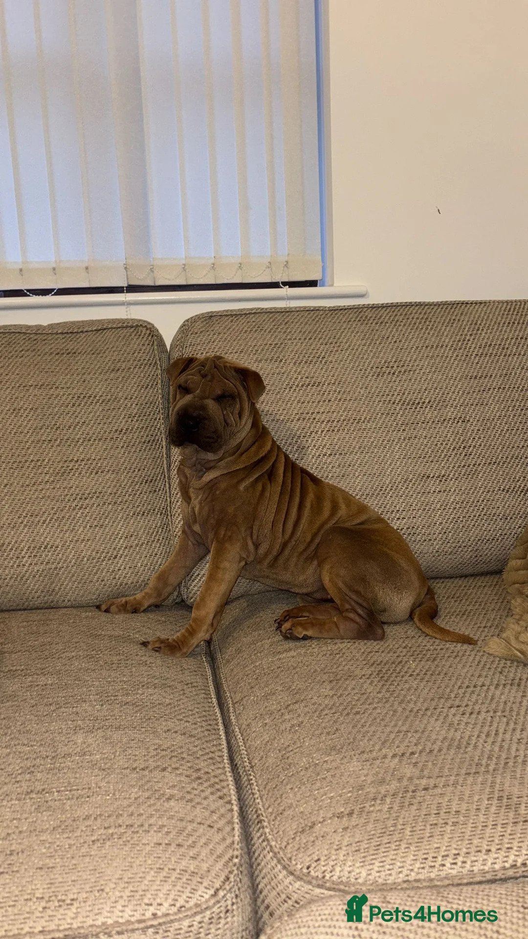 Shar Pei dogs for sale: Shar pei female - Advert 4