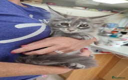 Maine Coon cats for sale: Maine Coon Kitten 3 - Fully health tested and Tica registered  - Image 5