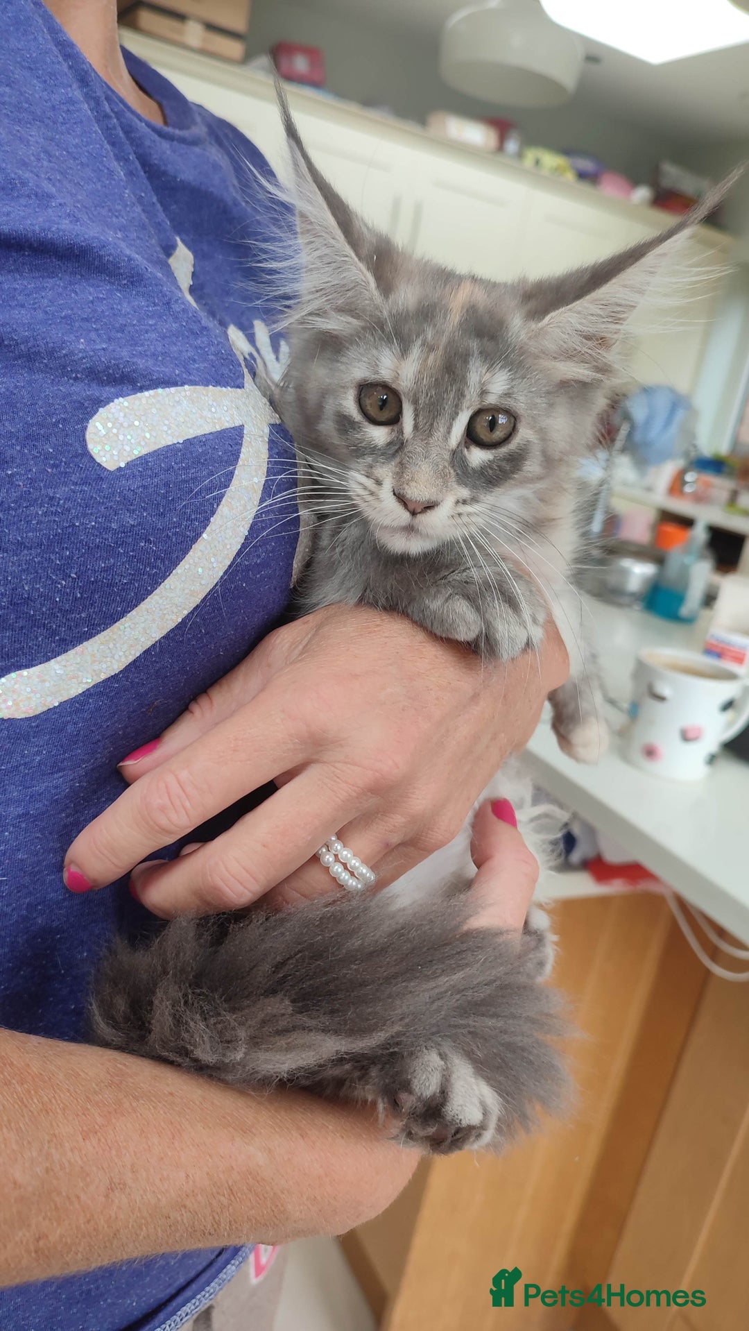 Maine Coon cats for sale: Maine Coon Kitten 3 - Fully health tested and Tica registered  - Image 5
