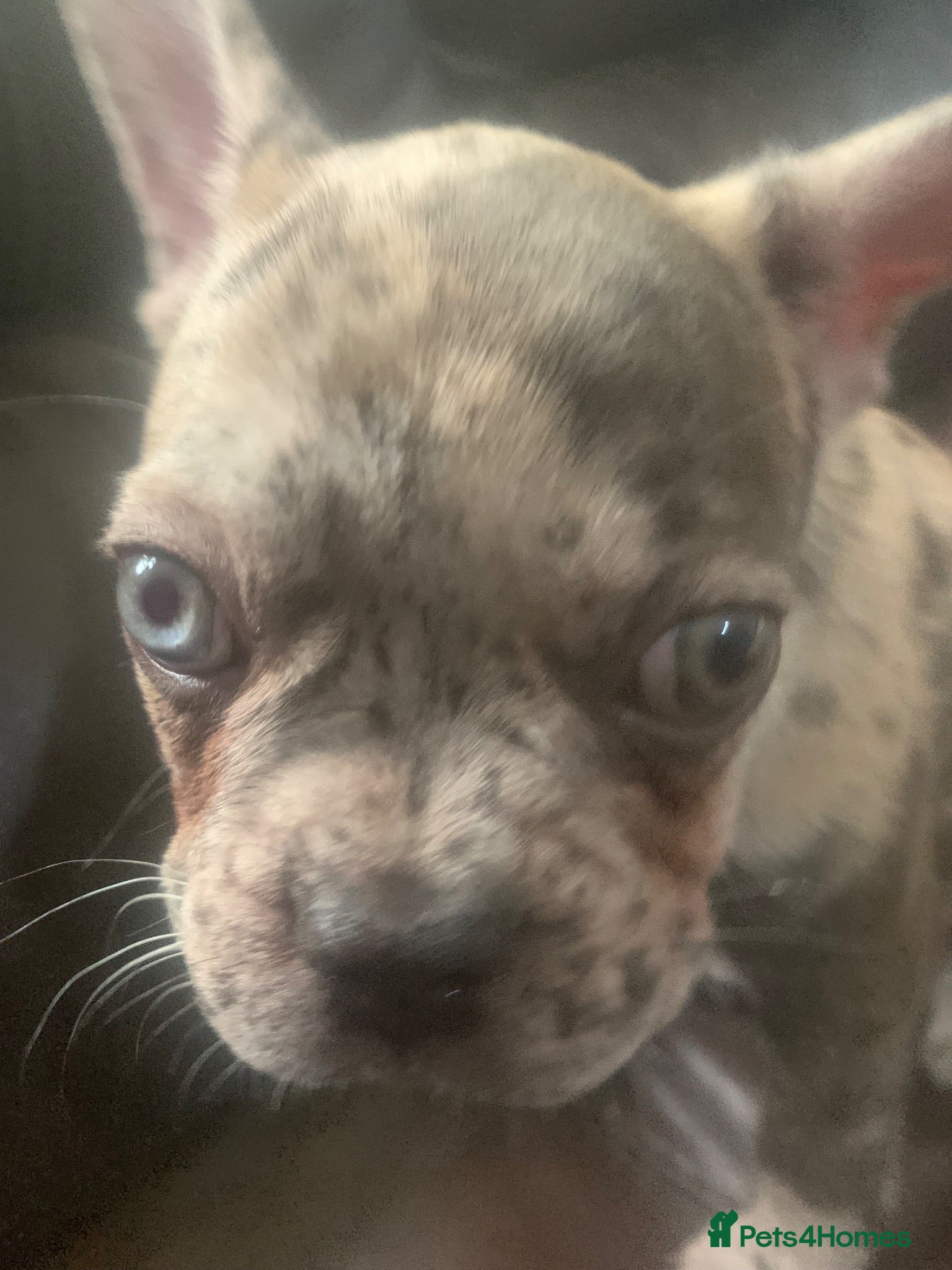 French Bulldog dogs * READY TO LEAVE* Stunning French Bulldog Puppies - Advert 4