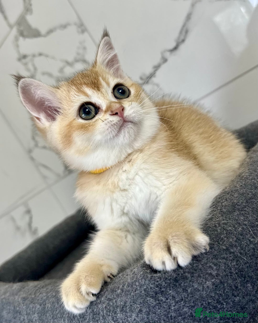 British Shorthair cats for sale: Last 2 adorable boys looking for a loving family  - Image 5