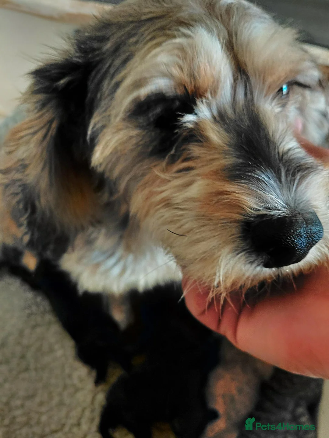 Jackapoo dogs for sale: Beautiful Fluffy Jack-A-Poo Puppies - Advert 17