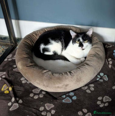 Mixed Breed cats SMUDGE - Advert 1