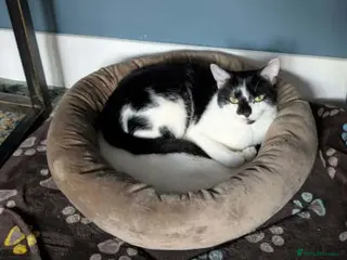 Mixed Breed cats SMUDGE - Advert 1