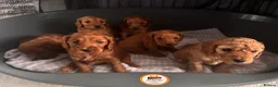 Cockapoo dogs for sale: F2 Cockapoo- Red - Advert 3