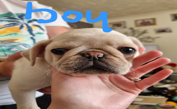 Pug dogs - Advert 2