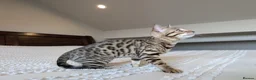 Bengal cats for sale: 🖤🩶🤍 BEAUTIFUL BENGAL KITTENS 🤍🩶🖤 - Advert 7