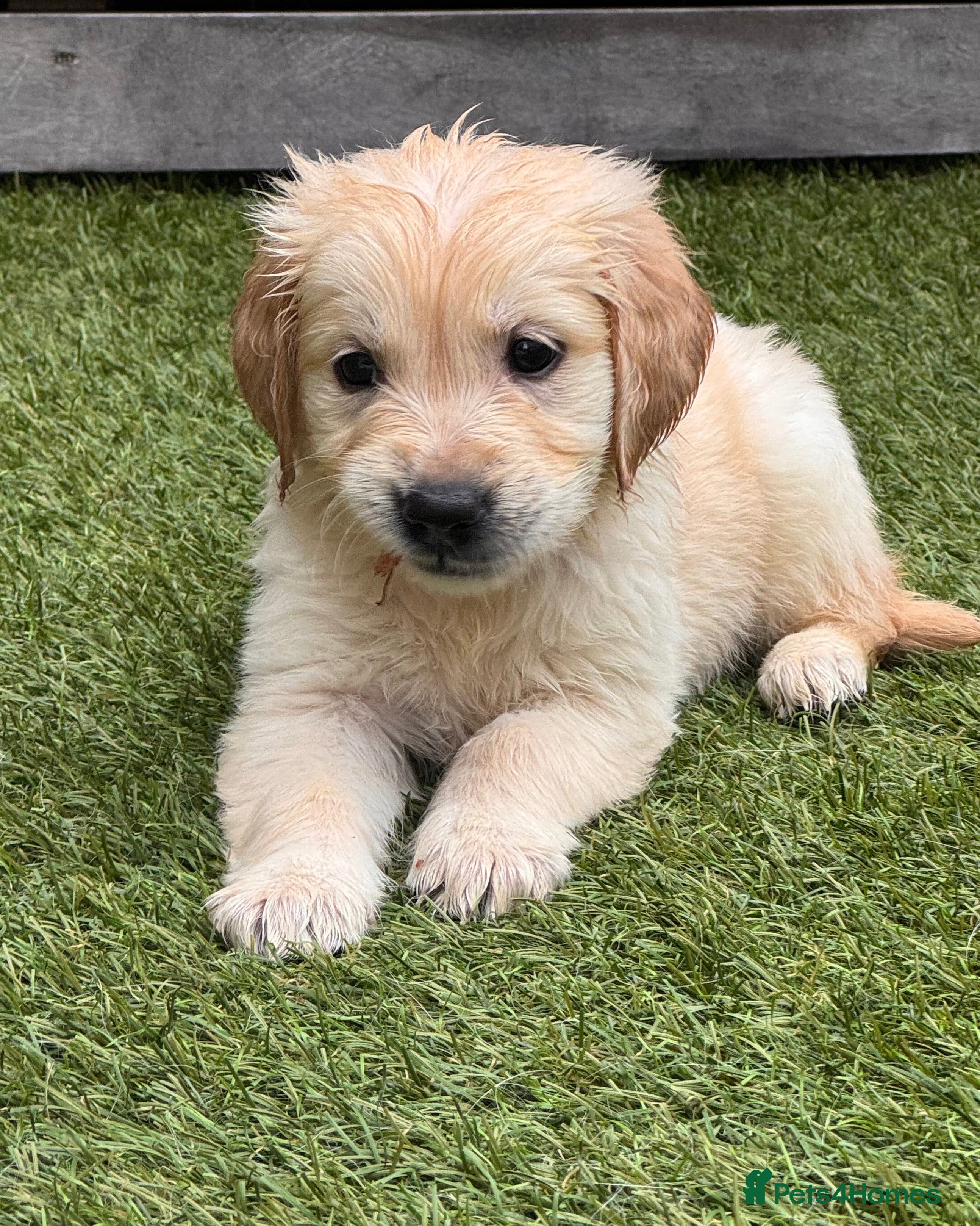 Golden Retriever dogs Champion line-KC Reg. Golden Retriever Puppies💖💙 - Advert 17