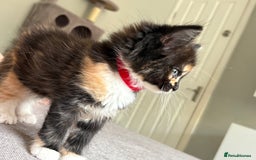Turkish Van cats for sale: Turkish Van Mix Kittens 8 Weeks Old Ready Now! - Image 20