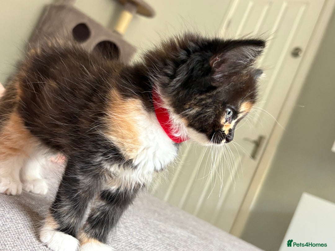 Turkish Van cats for sale: Turkish Van Mix Kittens 8 Weeks Old Ready Now! - Image 20