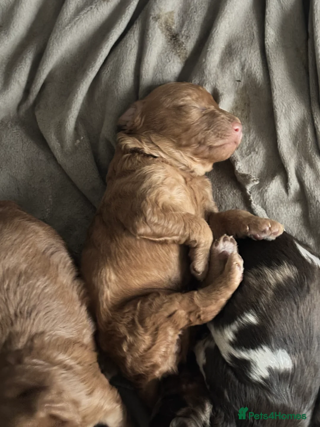Cockapoo dogs for sale: F1B Pups - Advert 13