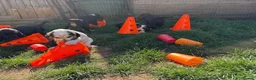 Cocker Spaniel dogs for sale: Ready Now RKC Reg DNA CLEAR Show Cocker Female in Fareham - Advert 17