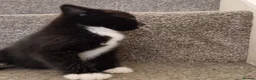 British Longhair cats for sale: 2 male kittens for sale - Advert 4