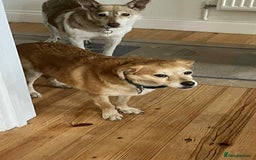 Mixed Breed dogs for adoption: Geoffrey - Kings Lynn Norfolk  - Image 9