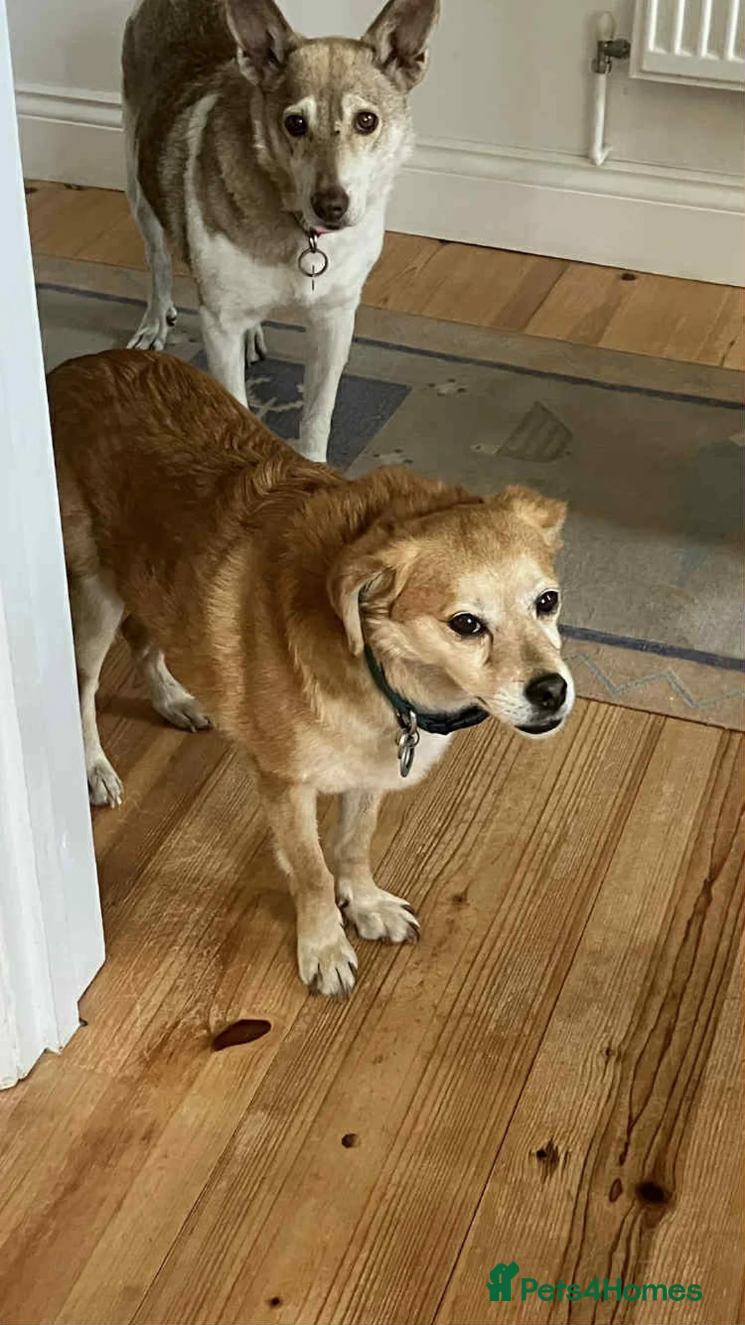 Mixed Breed dogs for adoption: Geoffrey - Kings Lynn Norfolk  - Advert 9