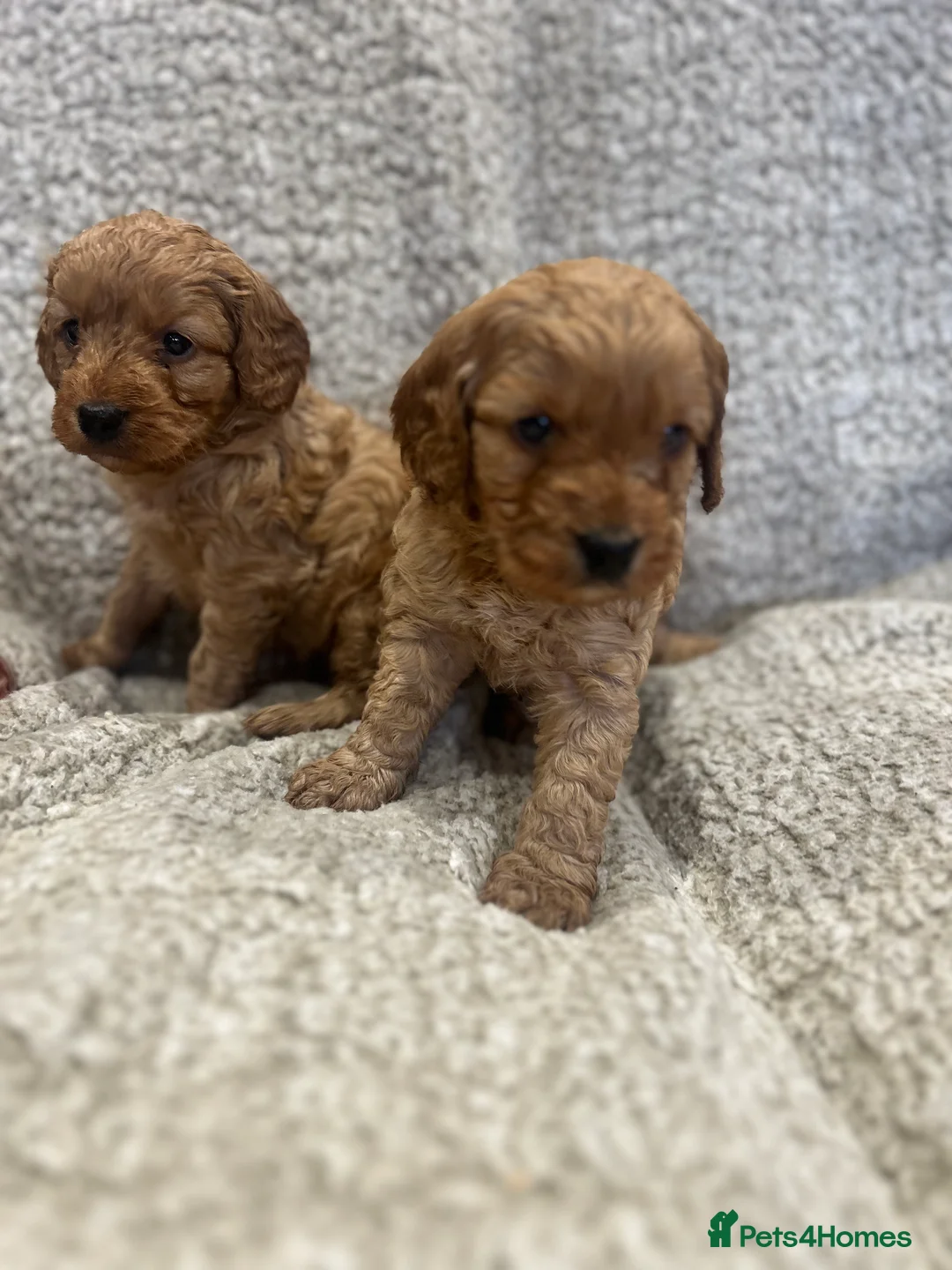 Cockapoo dogs for sale: Fully DNA health tested pups  - Advert 6