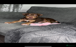 Mixed Breed dogs for sale: Second generation Female bull lurcher  - Image 9