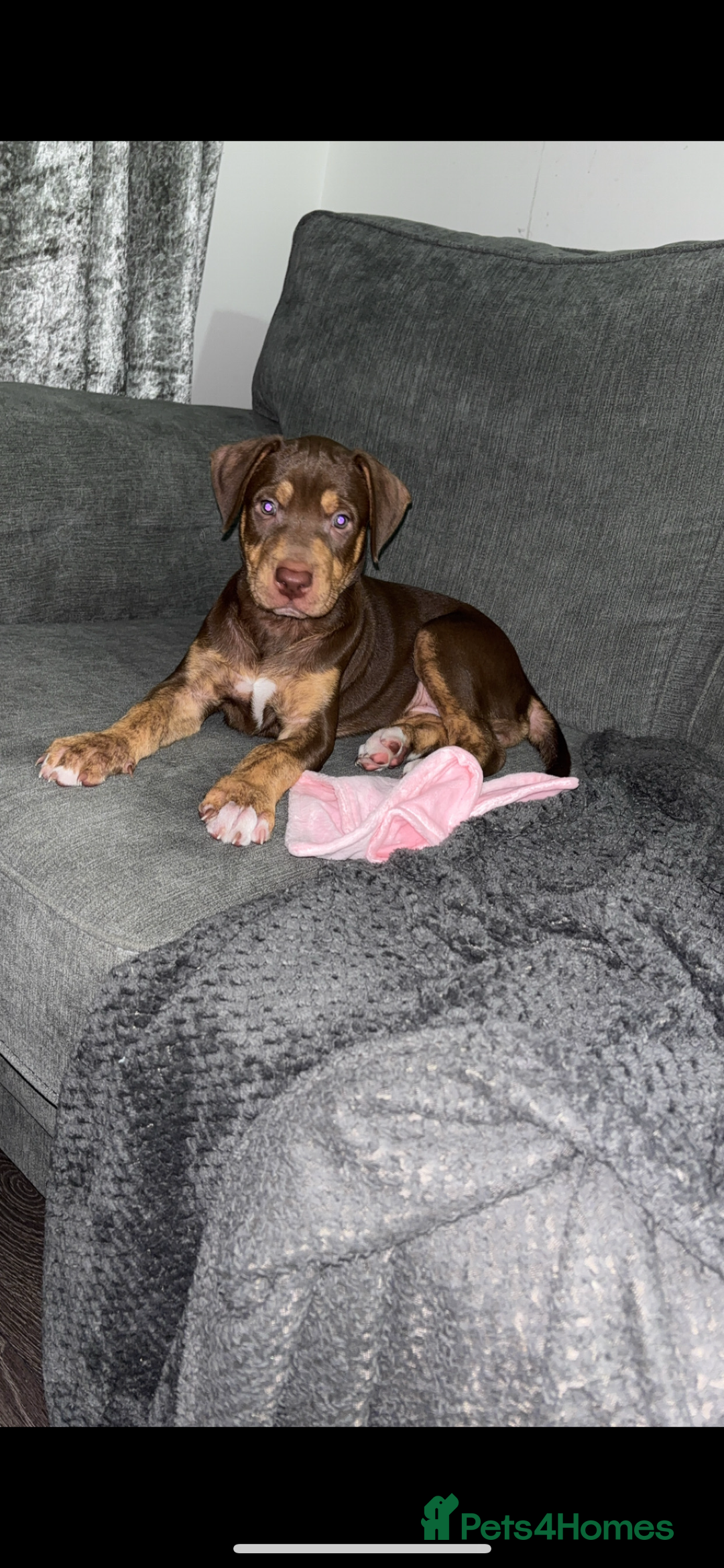Mixed Breed dogs for sale: Second generation Female bull lurcher  - Image 9