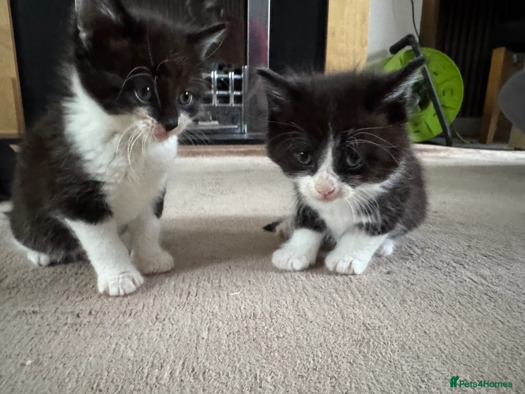 Mixed Breed cats for sale: 4 beautiful kittens for sale in Rhyl - Advert 13