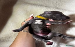 Whippet dogs for sale: Pedigree Purebred Blue and Two Toned Whippets - Image 21