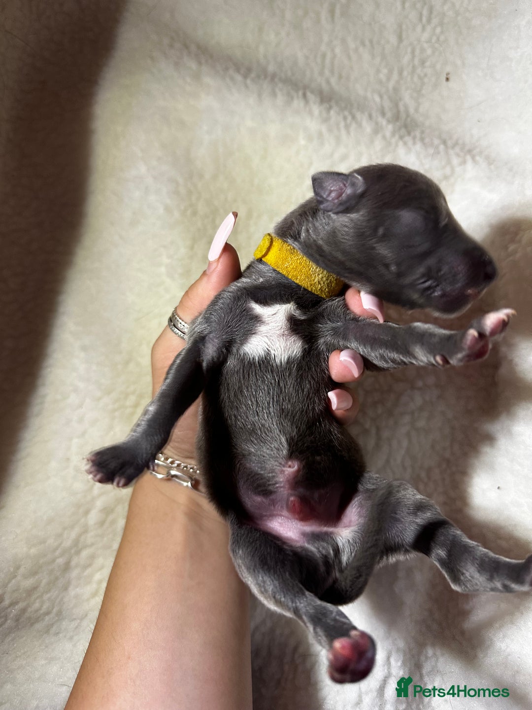Whippet dogs for sale: Pedigree Purebred Blue and Two Toned Whippets - Image 21