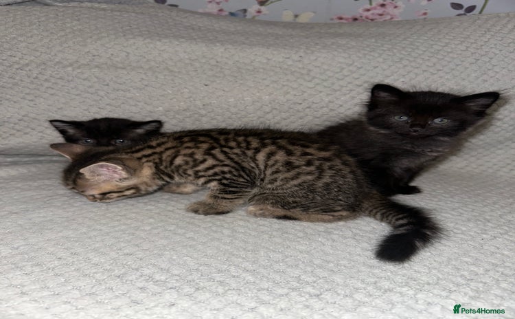 Domestic Shorthair cats - Advert 13