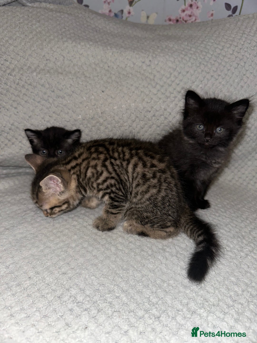 Domestic Shorthair cats for sale: 3 Domestic Kittens - Image 1