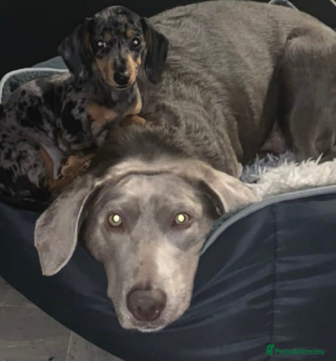 Labrador Retriever dogs Silver Labrador  - Advert 2
