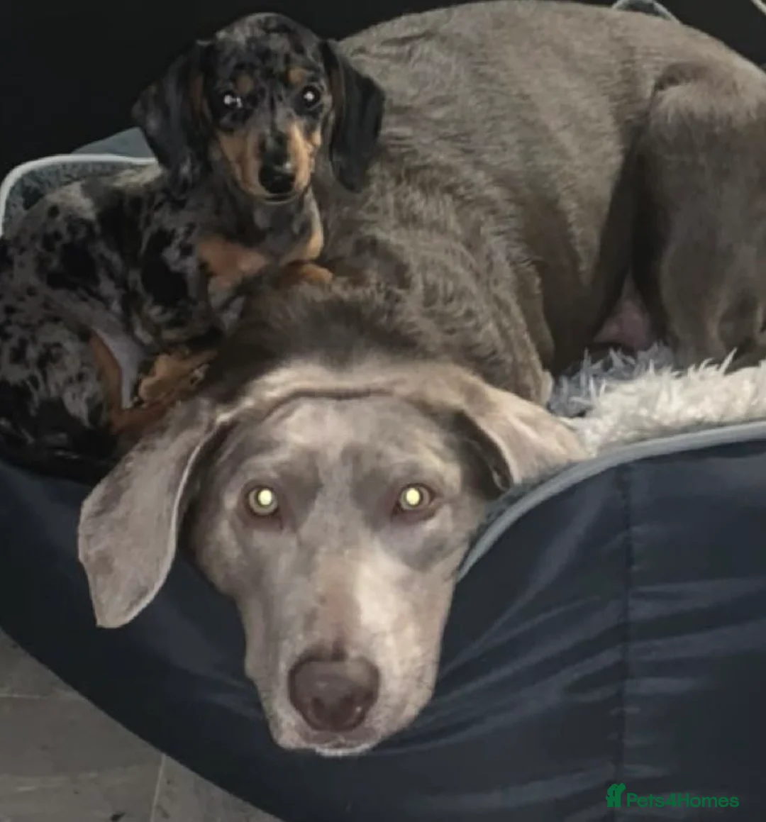 Labrador Retriever dogs for sale: Silver Labrador  - Advert 1