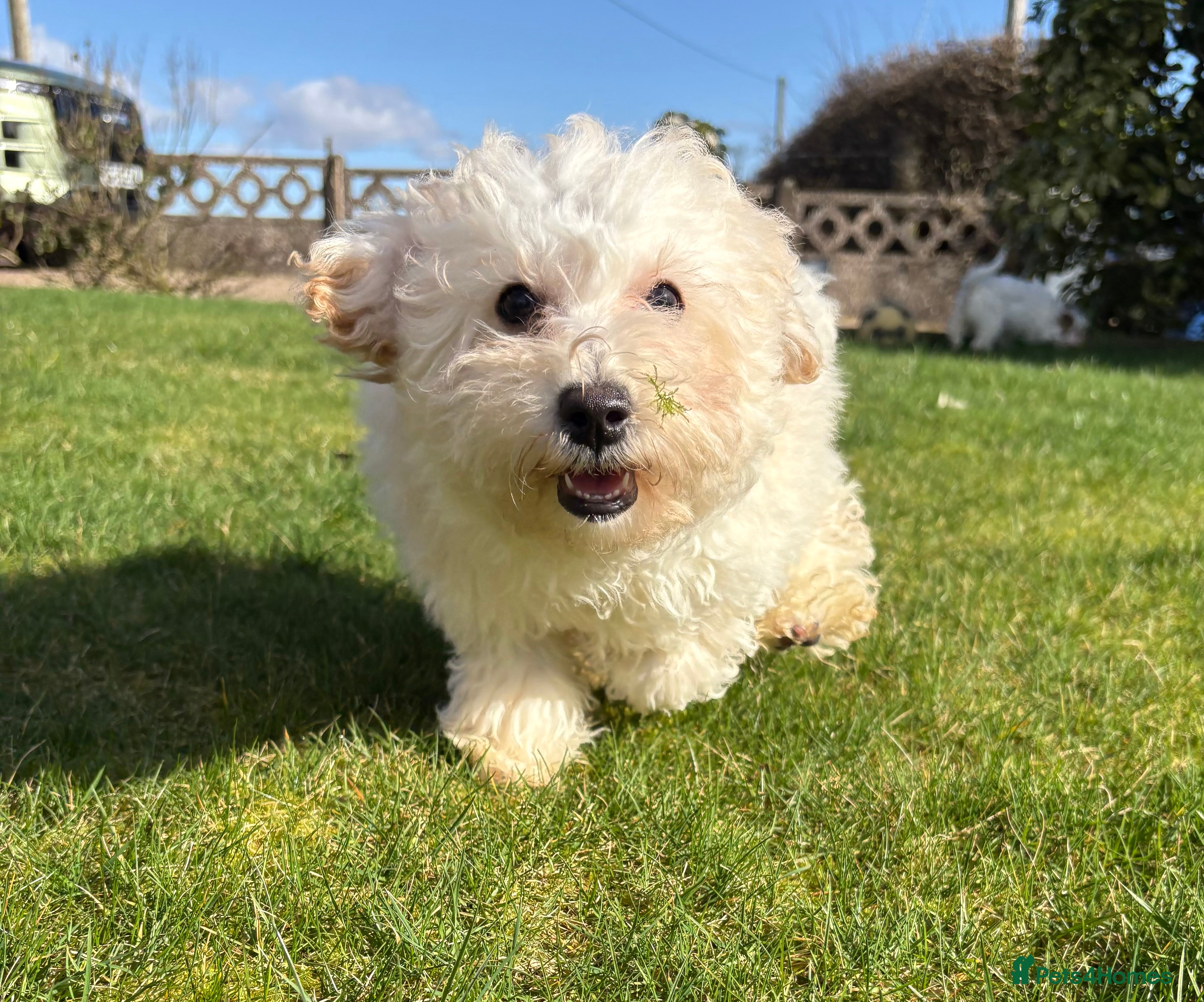 Cavapoochon dogs Cavapoochon puppies  - Advert 9