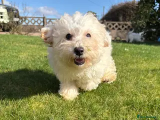 Cavapoochon dogs Cavapoochon puppies - Advert 2