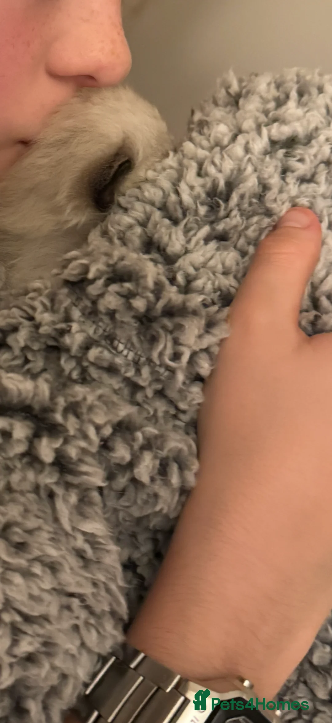 Ragdoll cats for sale: Beautiful Seal Point female Ragdoll kitten - Advert 21