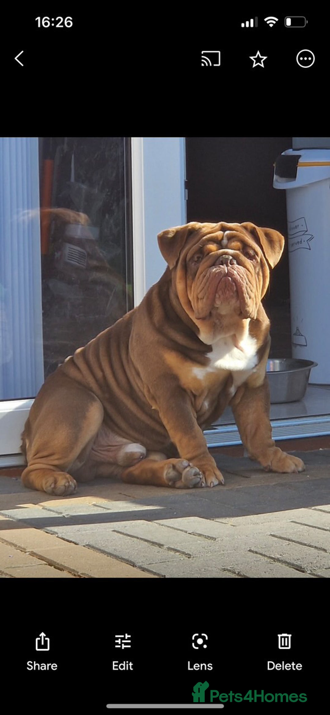 English Bulldog dogs for sale: English bulldogs  - Advert 10