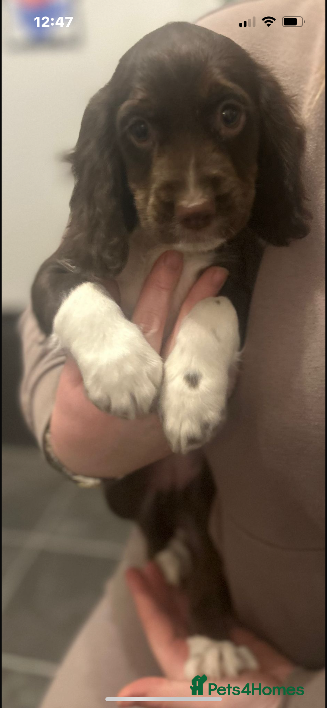 Cocker Spaniel dogs for sale: Cocker Spaniel Bitch *For Sale* - Advert 6