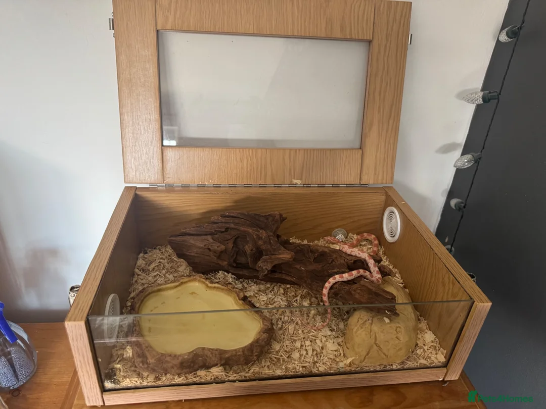Corn Snake reptiles for sale: Young corn snake - Advert 6