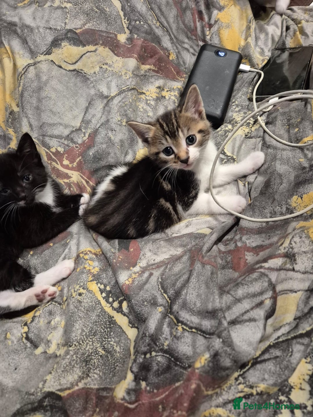 Mixed Breed cats for sale: Friendly kitten - Advert 1