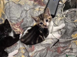 Mixed Breed cats Friendly kitten - Advert 7