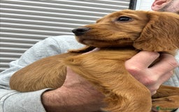 Cocker Spaniel dogs for sale: Working cocker spaniel - champion bloodlines  - Image 2