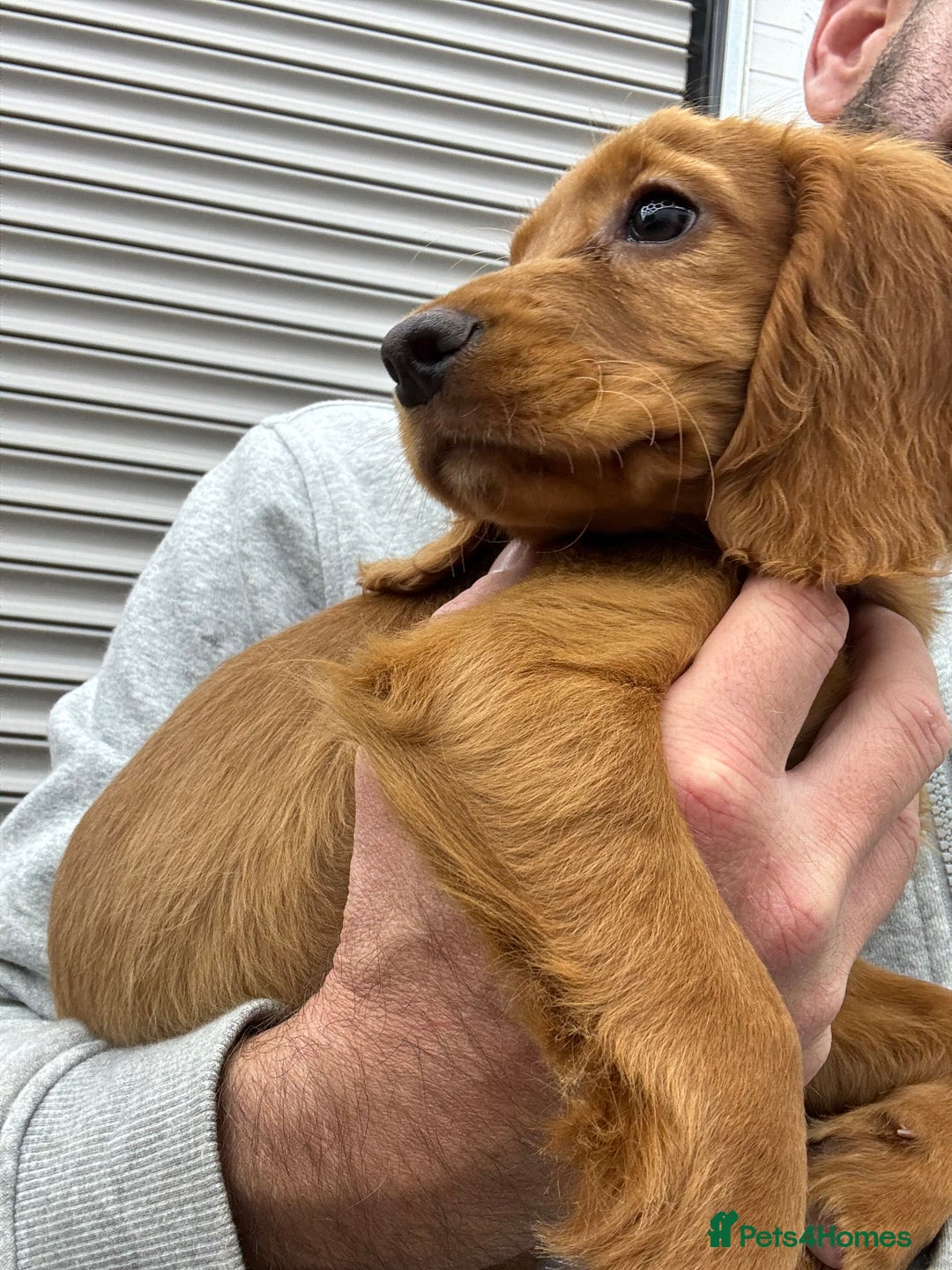 Cocker Spaniel dogs for sale: Working cocker spaniel - champion bloodlines  - Image 2