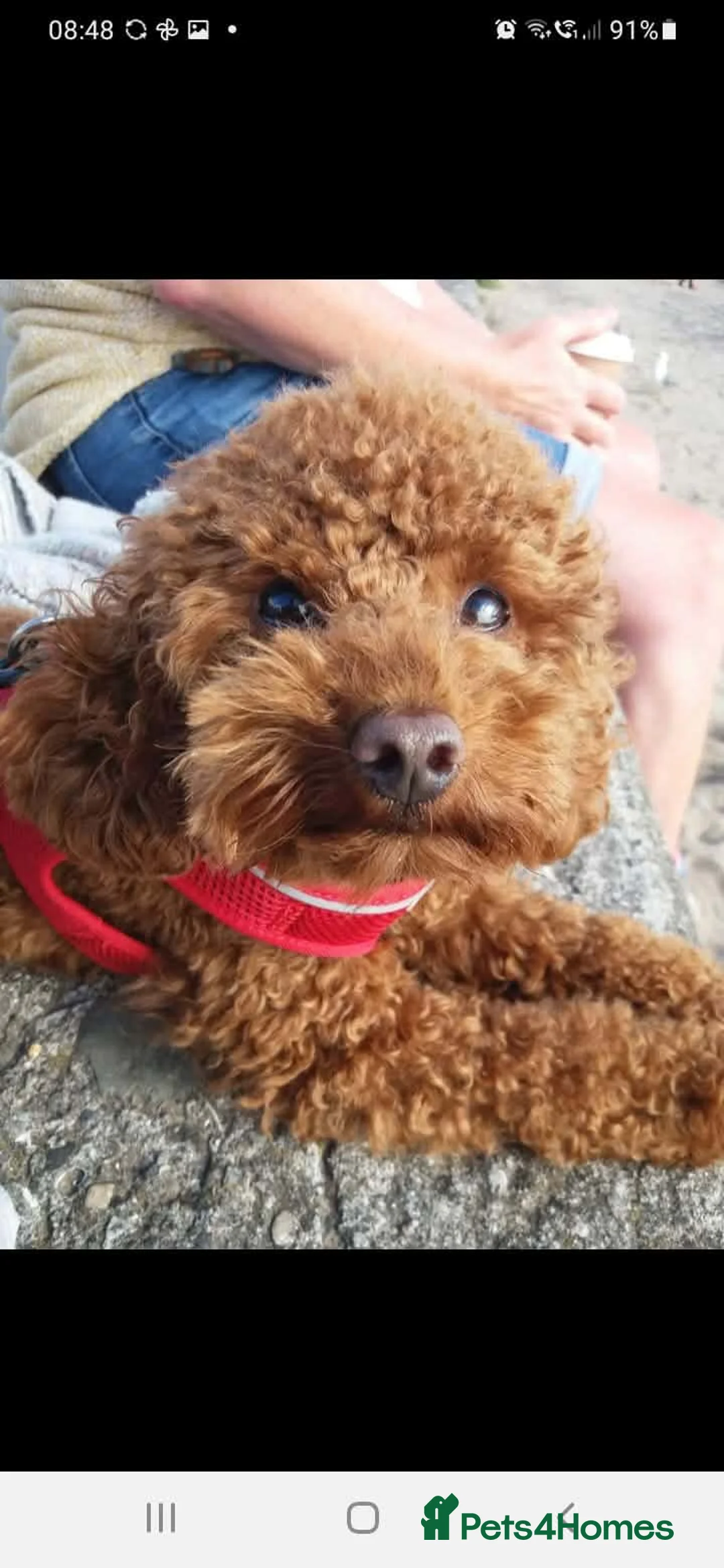 Toy Poodle dogs for stud: Stunning red poodle for stud in Motherwell - Advert 2