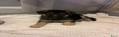 German Shepherd Puppy 8