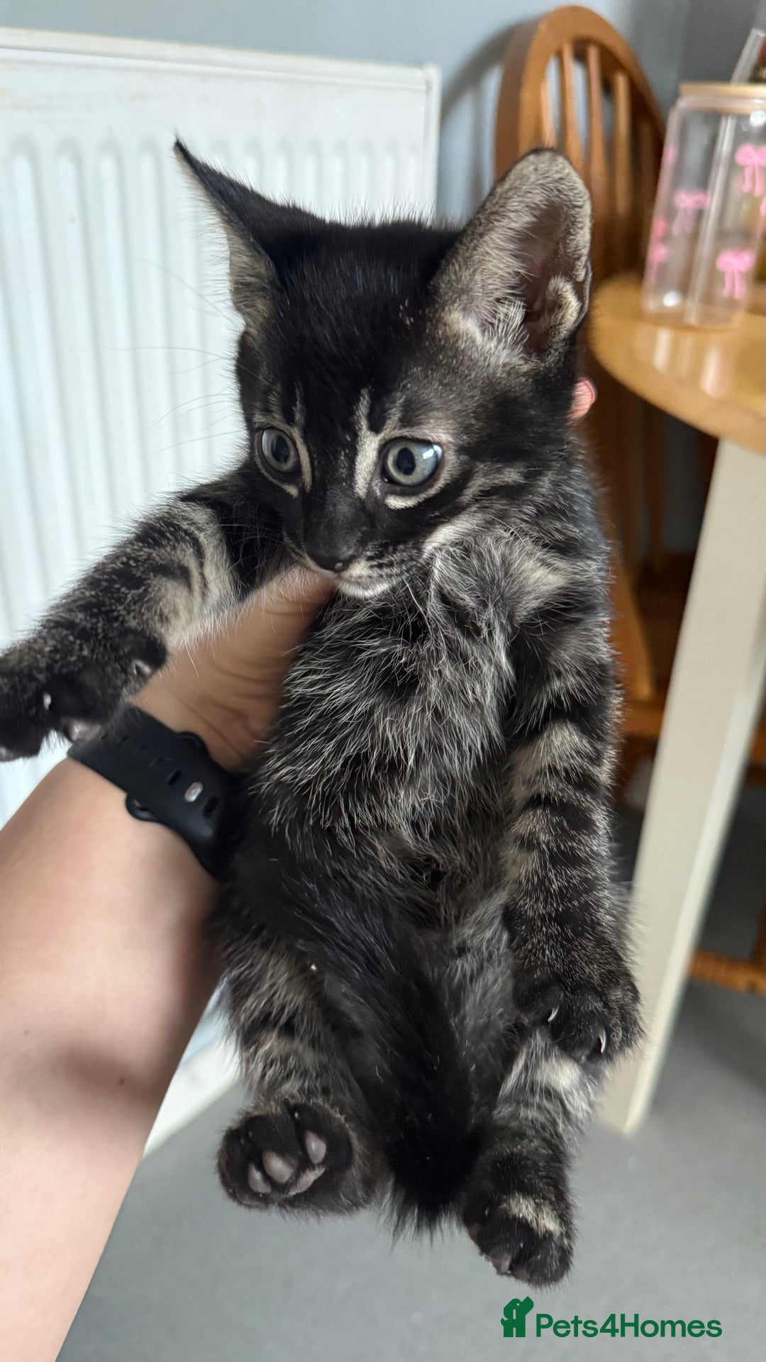 Mixed Breed cats for sale: Mixed bengal kittens - Advert 22