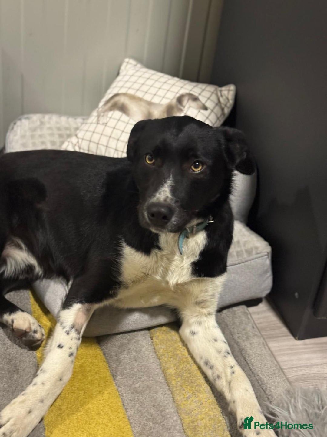 Mixed Breed dogs for adoption: Gorgeous Maylo looking for love - Advert 7