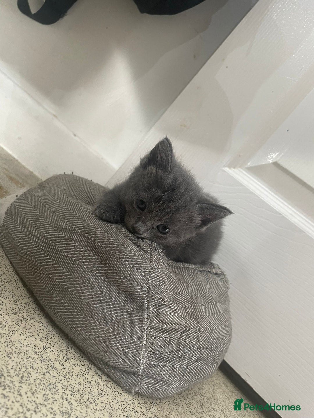 Maine Coon cats for sale: Main Coon Ragdoll Kitten - Image 3