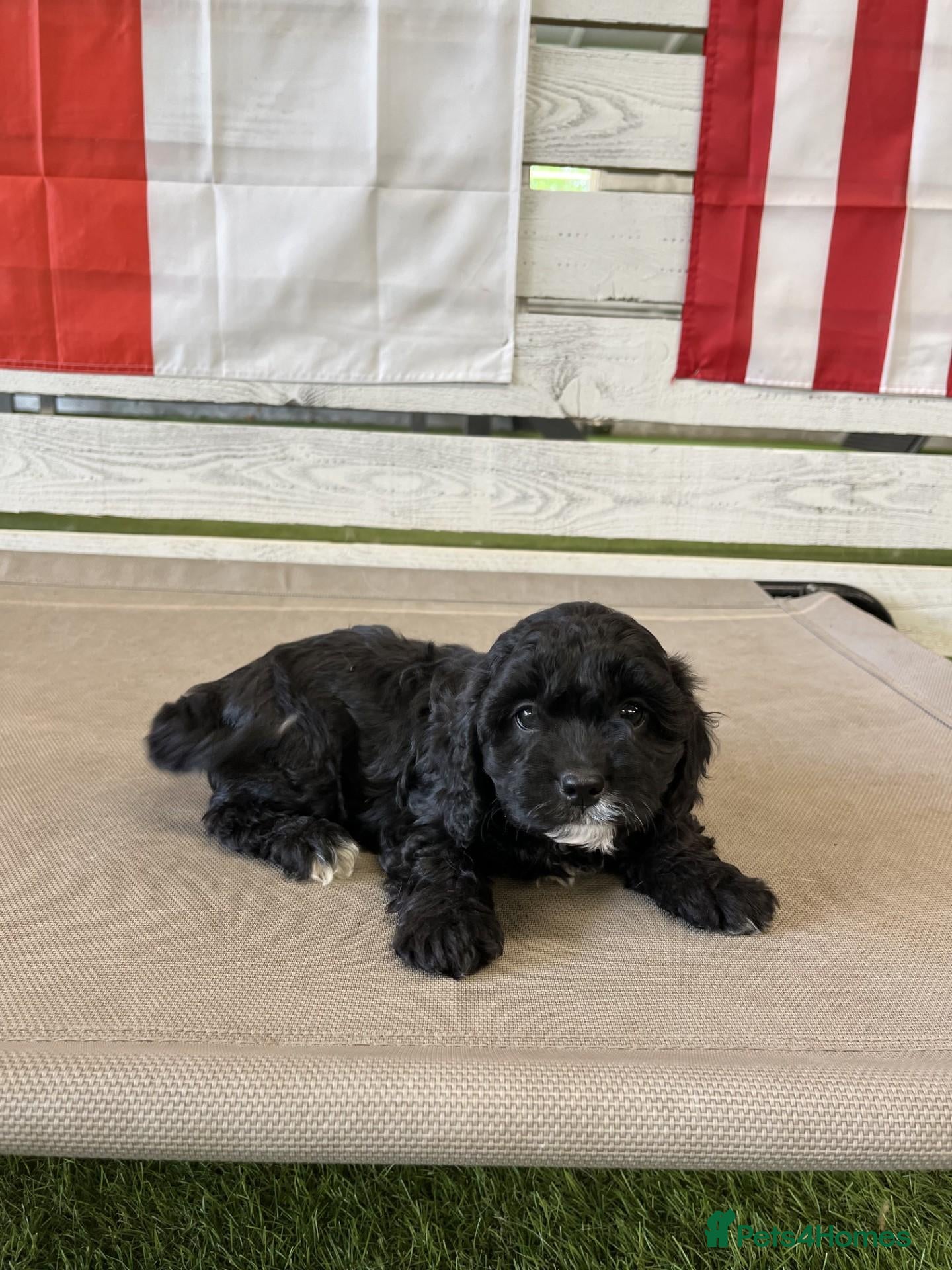 Cavapoo dogs Meet Oreo – Our Beautiful Sweet Cavapoo - Advert 2