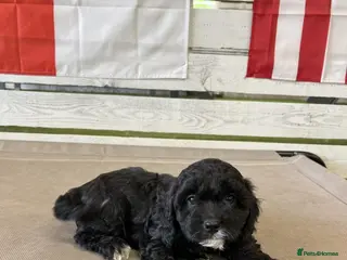 Cavapoo dogs Meet Oreo – Our Beautiful Sweet Cavapoo - Advert 2