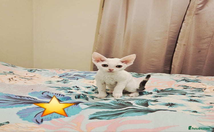 Devon Rex cats - Advert 10