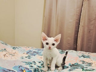 Devon Rex cats - Advert 1