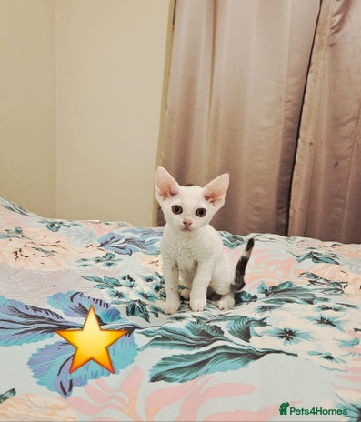 Devon Rex cats - Advert 1